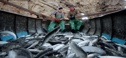 Инновационные технологии в рыбной отрасли